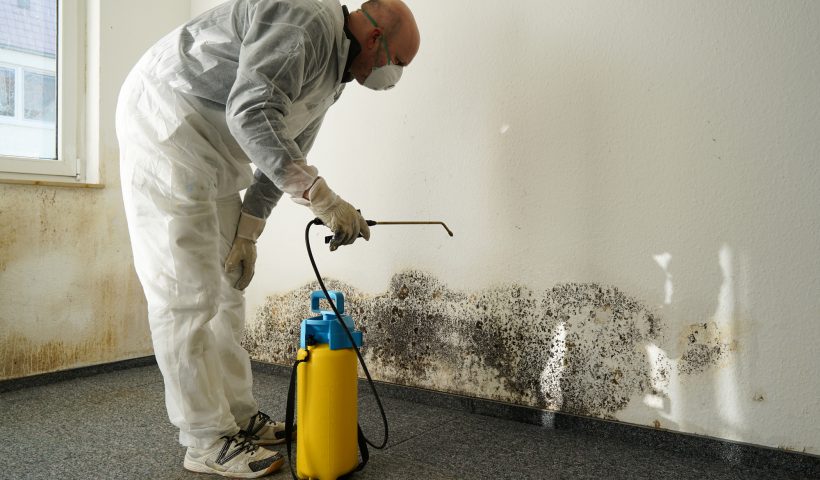 Mold Removal Should Be aTop Priority