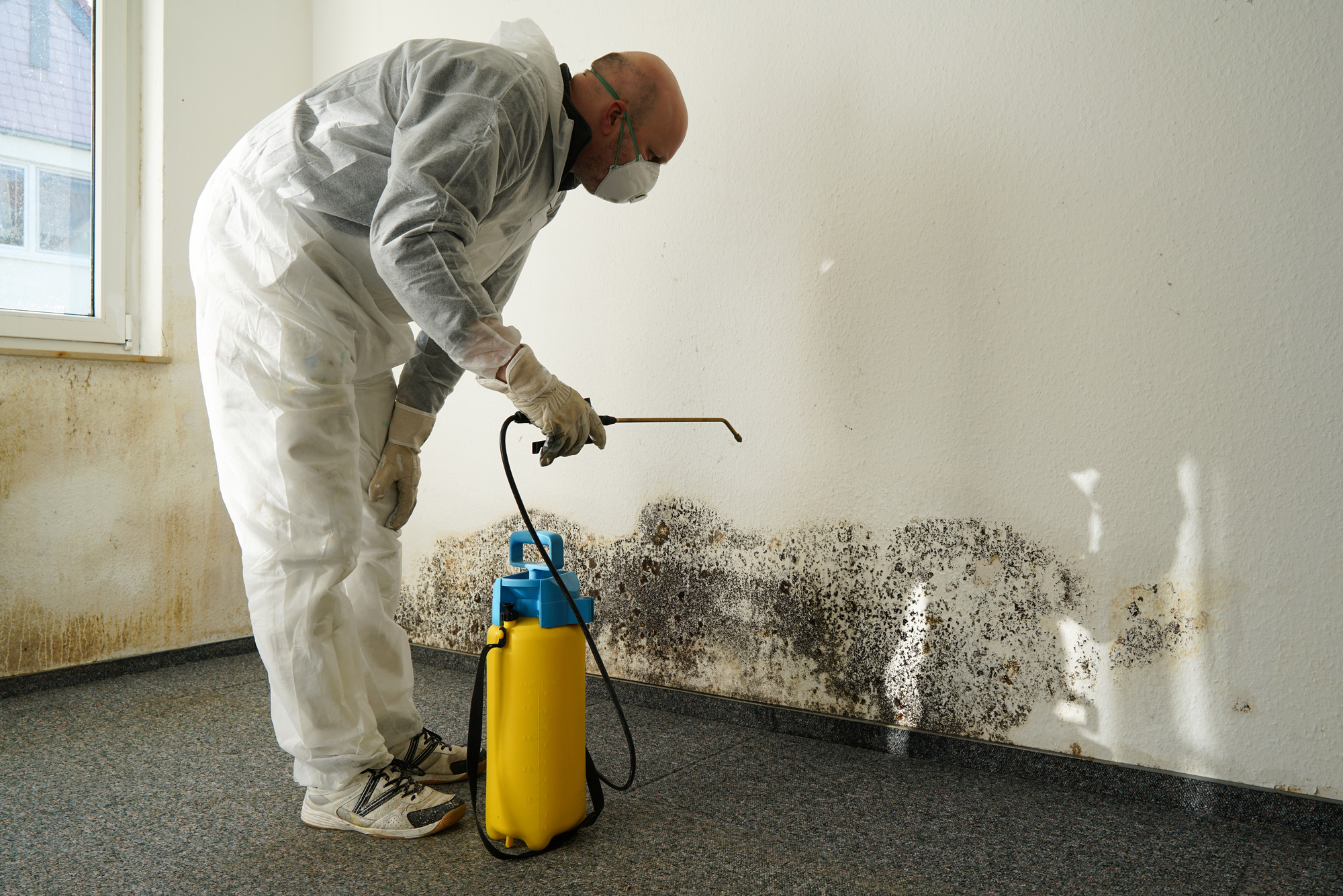 Mold Removal Should Be aTop Priority