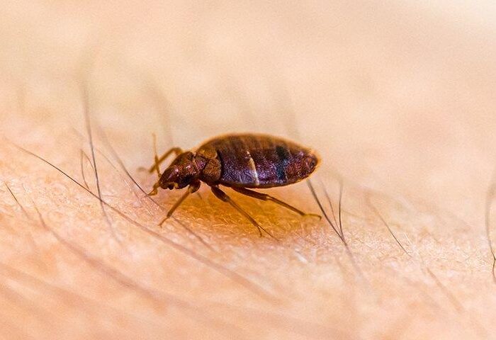Have a bed bug problem? Call pest control company now!