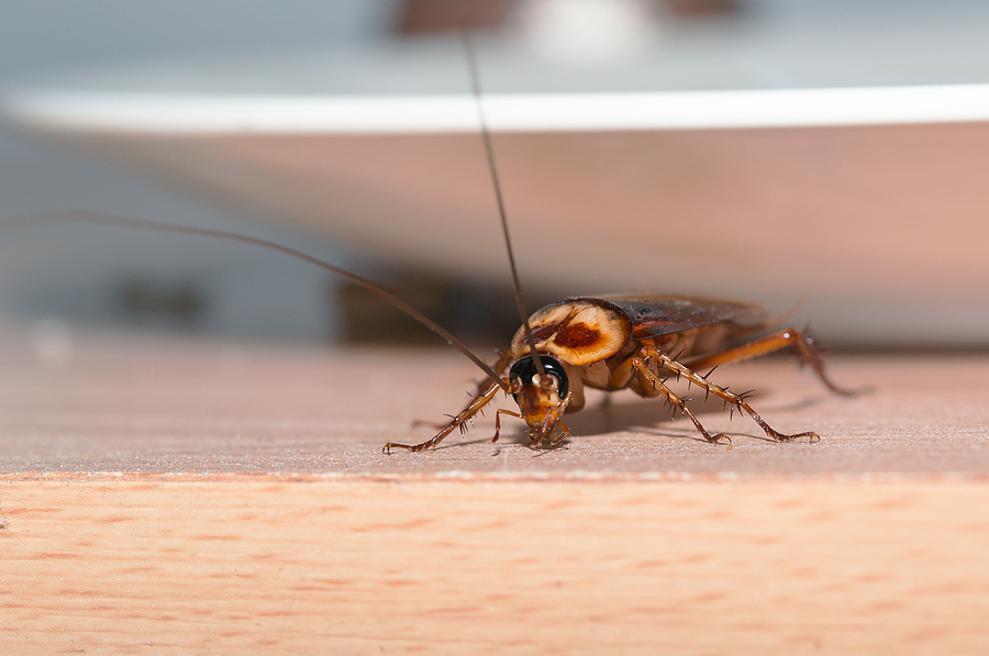 How to Prevent Cockroaches from Entering Your House?