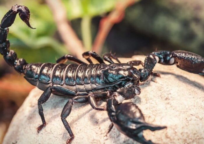 Scorpion Control Services