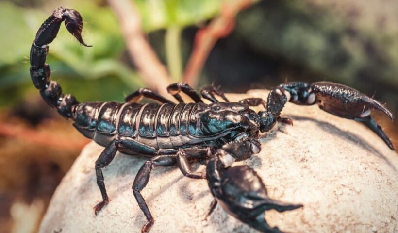 Scorpion Control Services