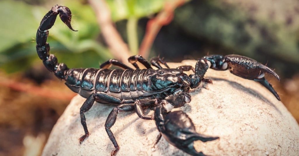 Scorpion Control Services