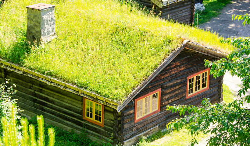 How Seattle’s Green Roofs & Rain Gardens Could Be Attracting Insects to Your Home