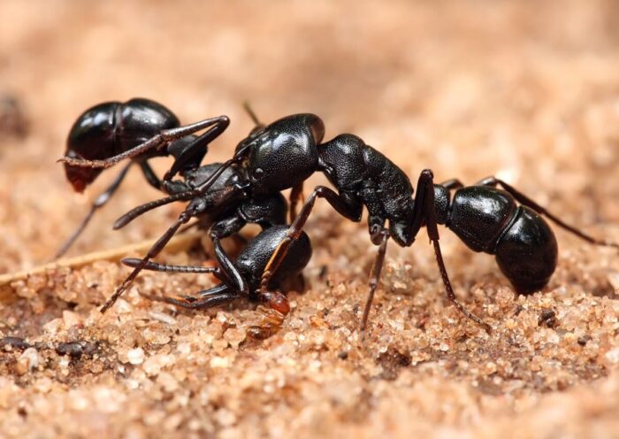 Philadelphia pest control