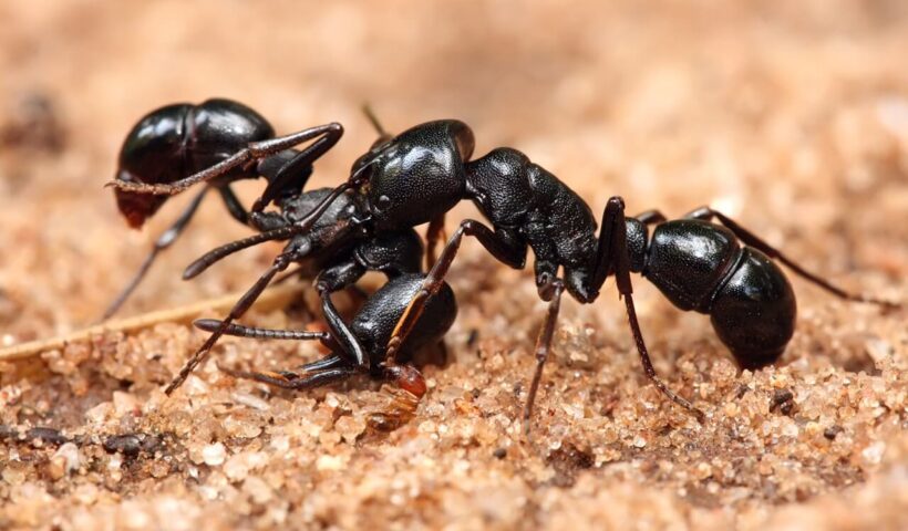 Philadelphia pest control