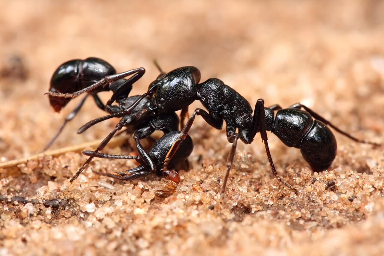 Philadelphia pest control