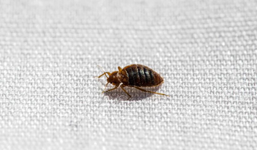Bed Bugs In Midwest States