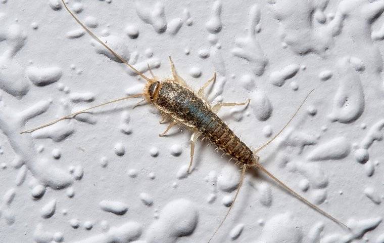 Tinton Falls pest control